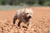 CAIRN TERRIER 211